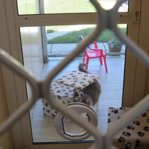 Cats Whiskers Cattery