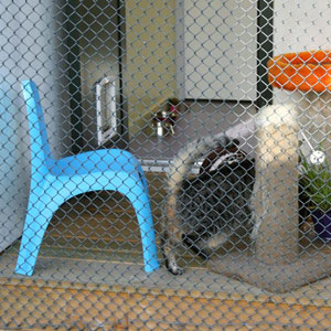 Cattery Dunedin